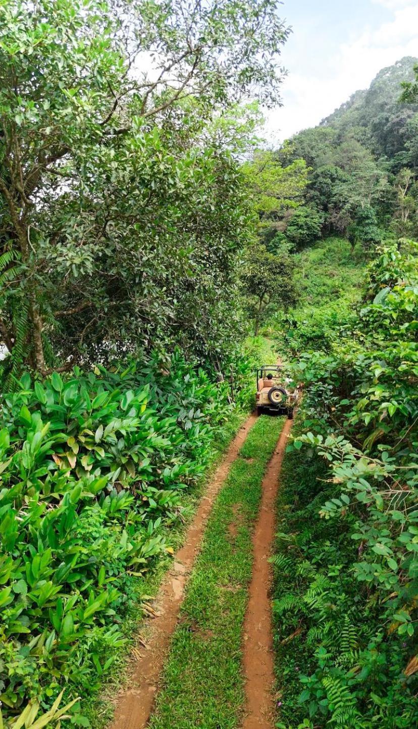 Janiro Tea Trees Villas Vythiri Exteriér fotografie