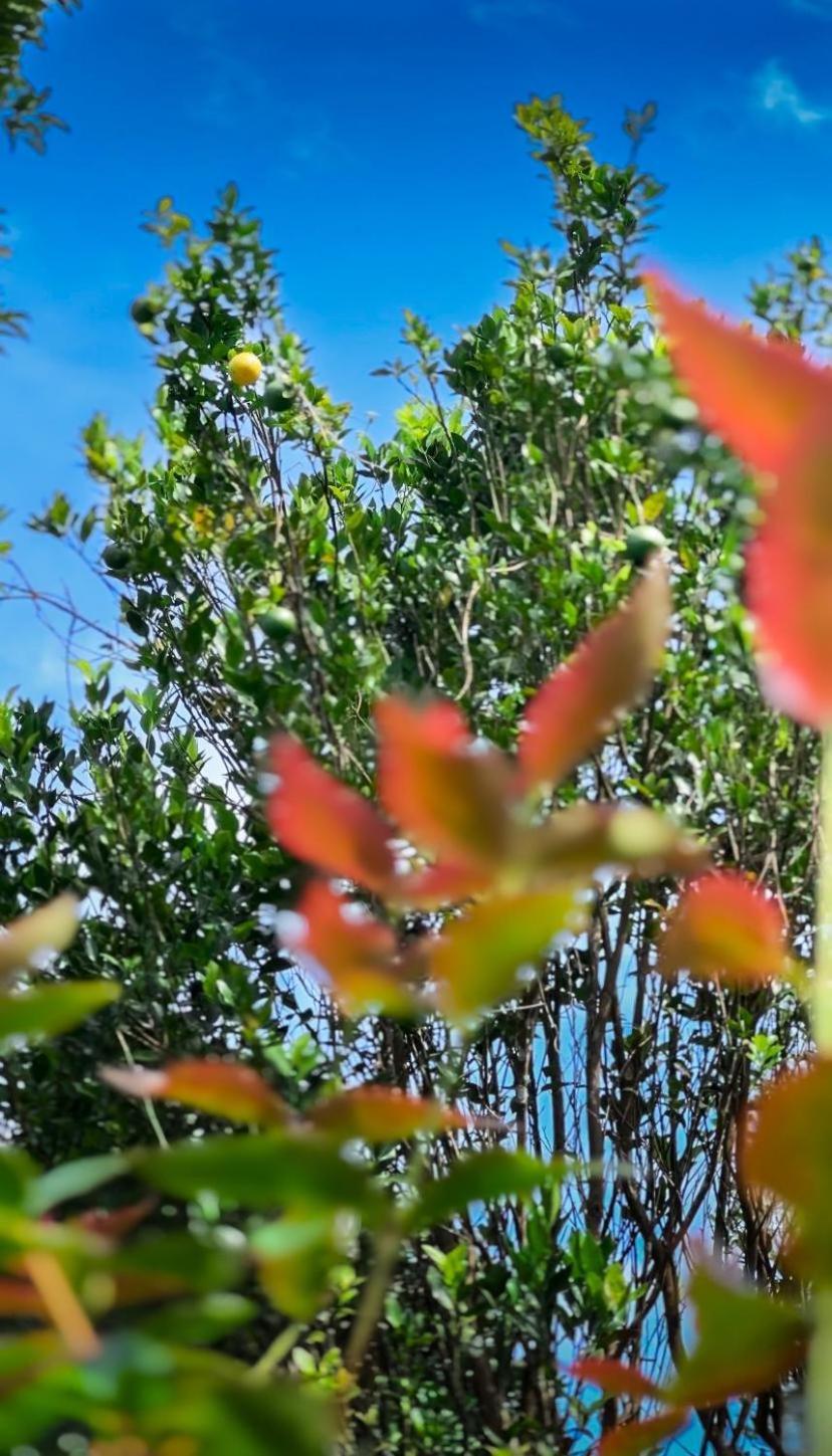 Janiro Tea Trees Villas Vythiri Exteriér fotografie