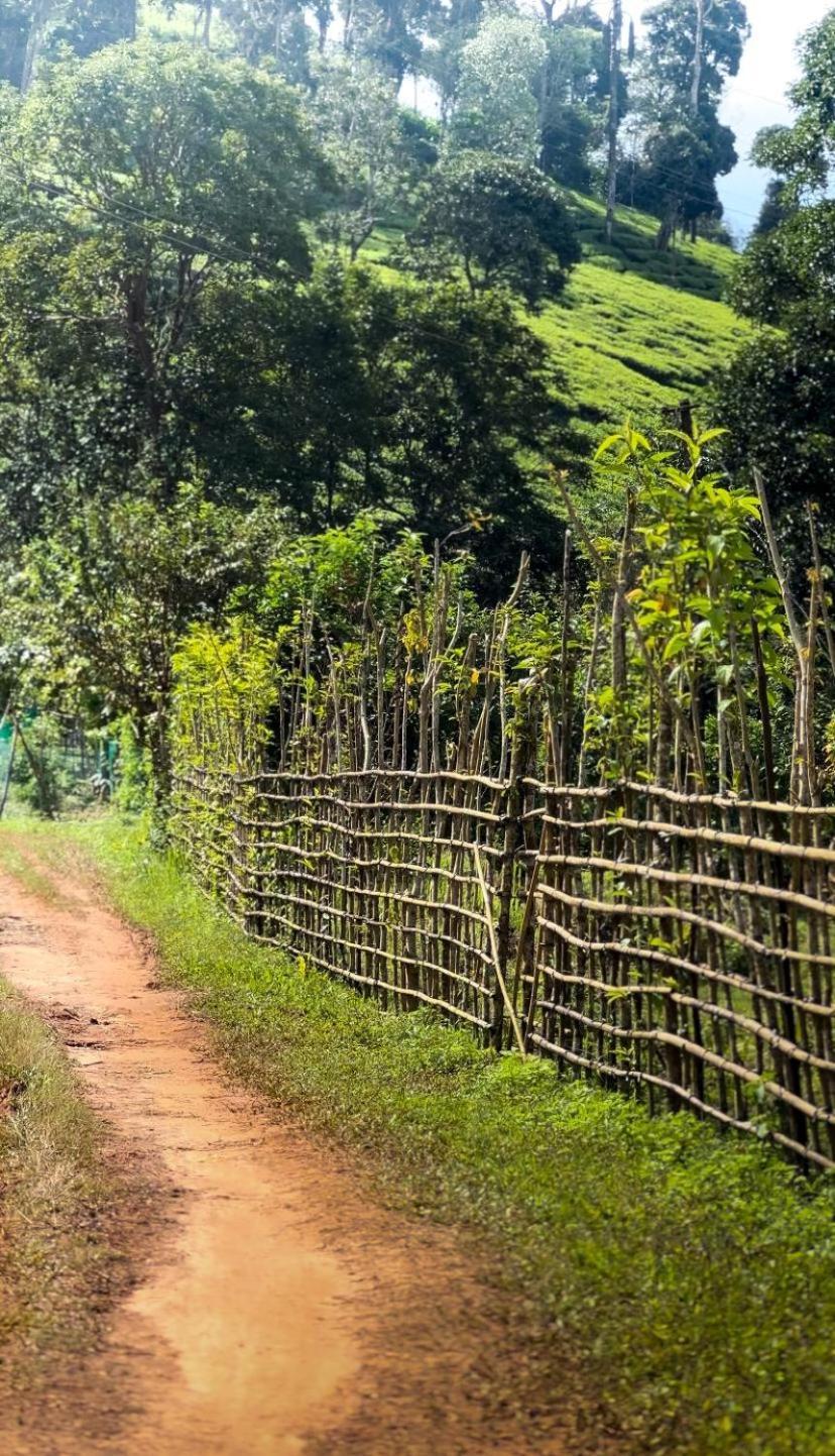 Janiro Tea Trees Villas Vythiri Exteriér fotografie