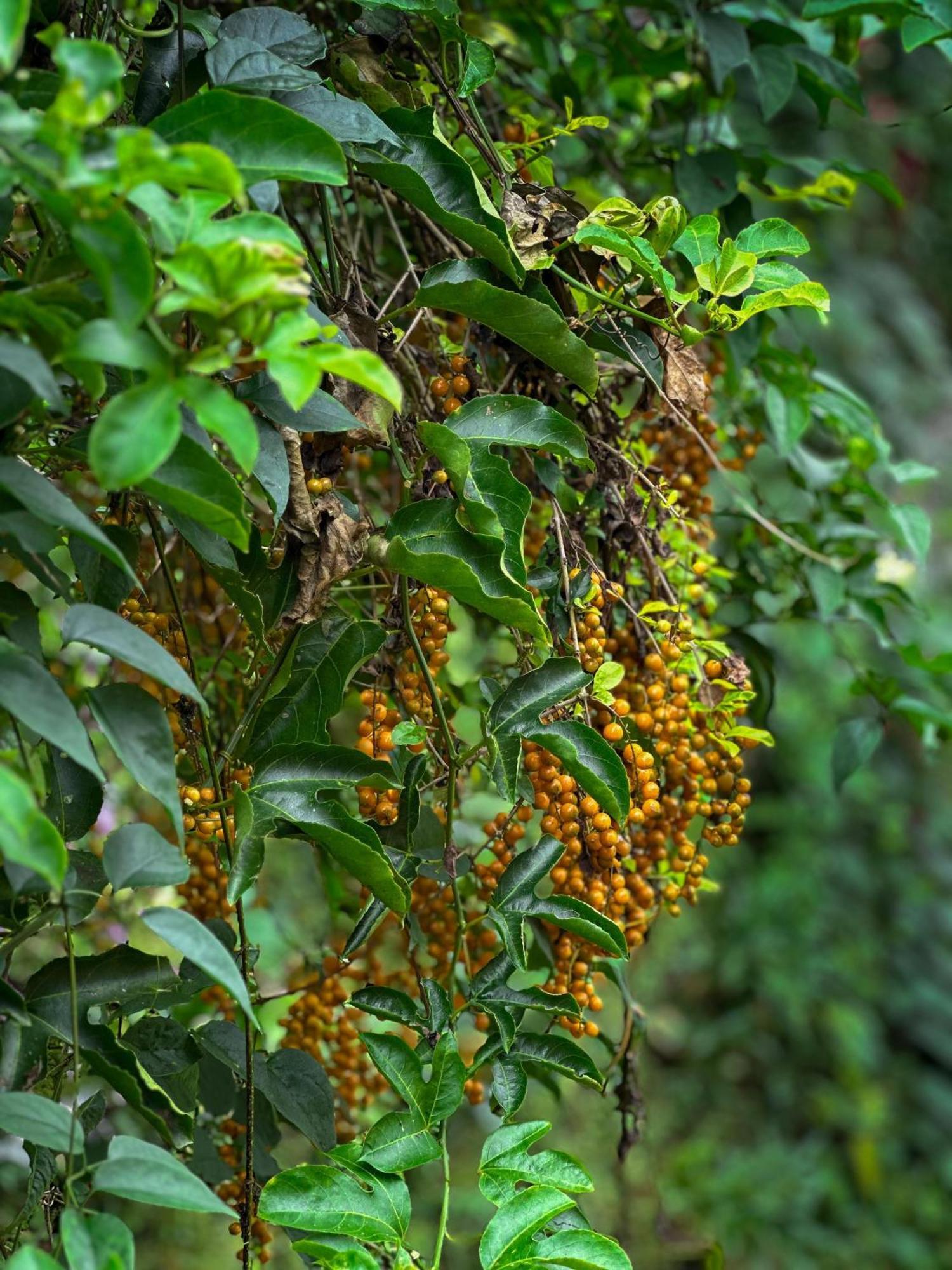 Janiro Tea Trees Villas Vythiri Exteriér fotografie